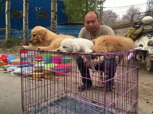 宠物大爆料视频,揭秘萌宠背后的趣味故事 第2张 宠物大爆料视频,揭秘萌宠背后的趣味故事 第2张